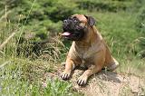 BULLMASTIFF 309